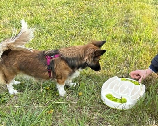 Immagine Attivazione Mentale