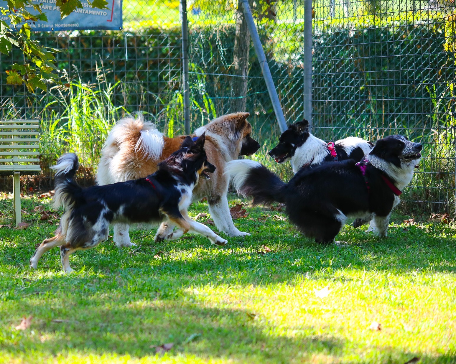 Immagine Classi di socialità in natura
