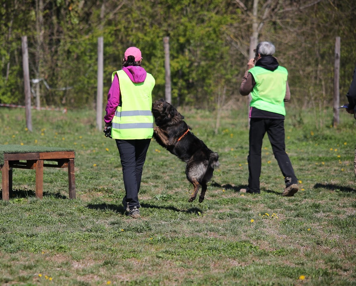 Immagine Guinzaglio in Forma