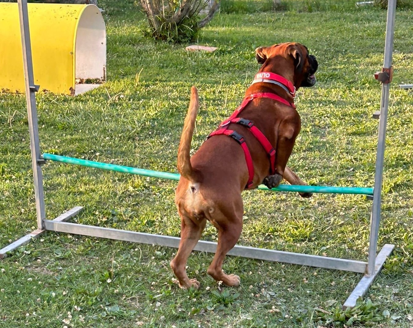 Immagine Mobility Dog®