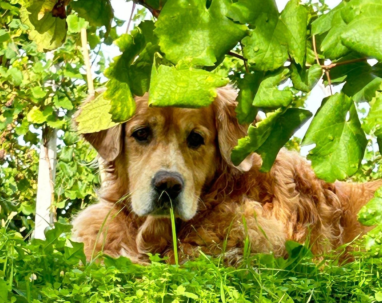 Immagine Passeggiata Didattica