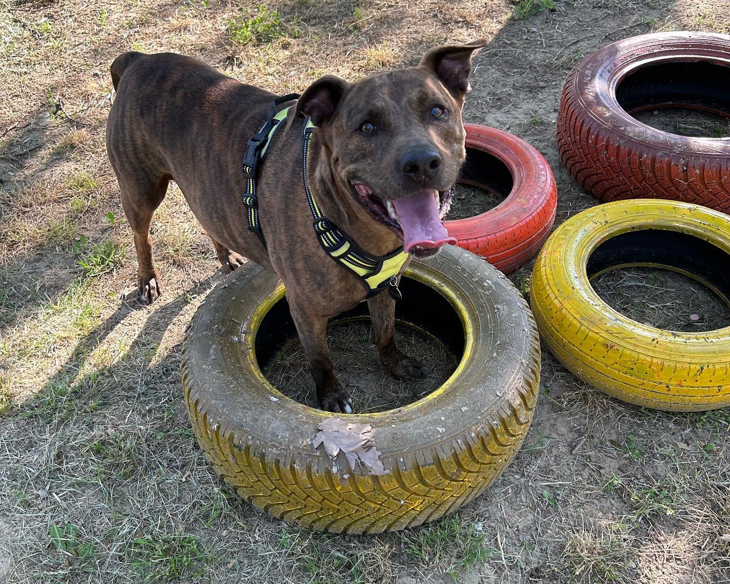 Immagine Rally Obedience®